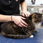 Cat groomer trimming a cat's nails in a clean, professional grooming salon.